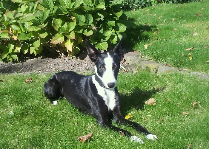 Bed & Breakfast B&B De Peperhoeve Oud-Alblas