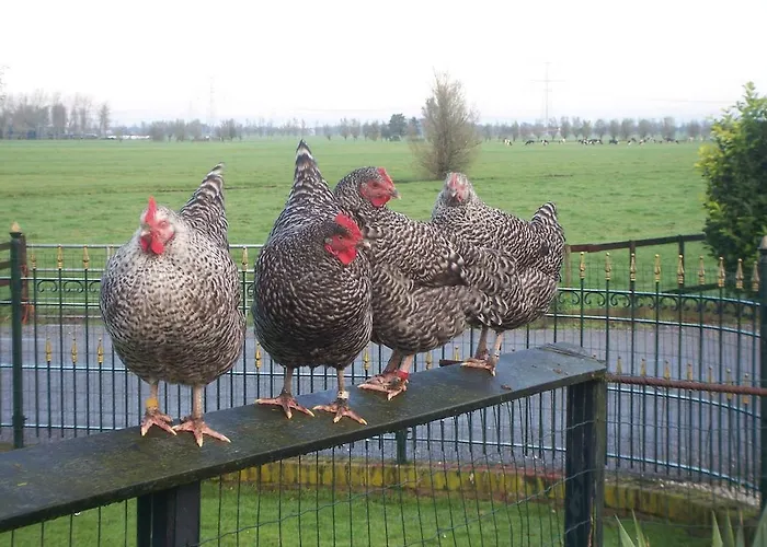 Bed & Breakfast B&B De Peperhoeve